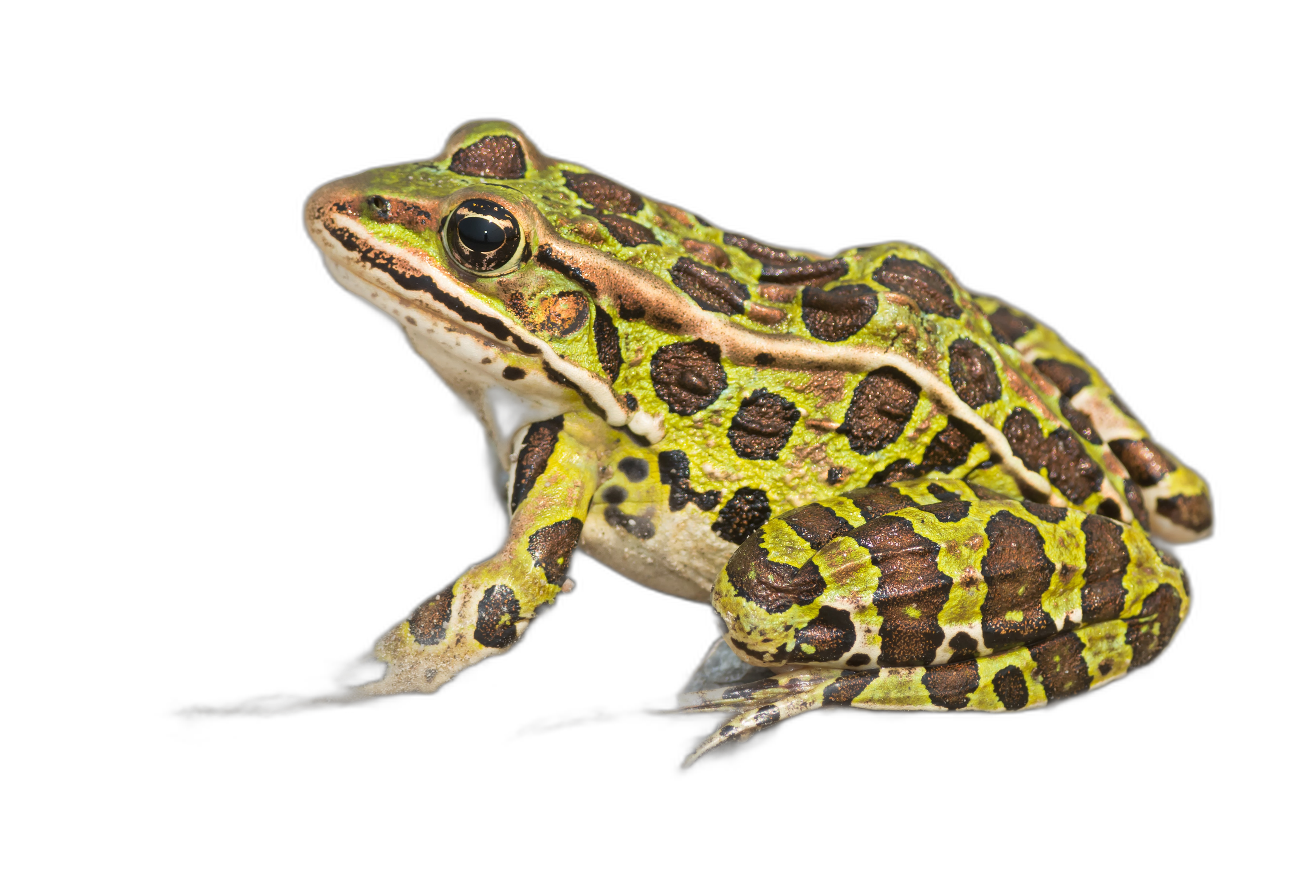 Frog2